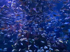 -成都浩海立方海洋公园