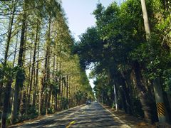 -上海海湾国家森林公园