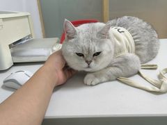 -可蒙动物医院·猫科·骨科中心(首义路店)