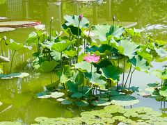 -国家植物园南园