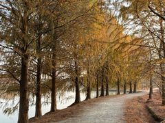 -上海海湾国家森林公园