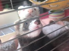 -爱侣宠医·鹦鹉专科·小型哺乳类·异宠专科(灵石路店)