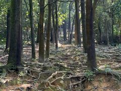 -火炉山森林公园