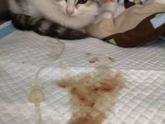 -菲尔斯特宠物医院