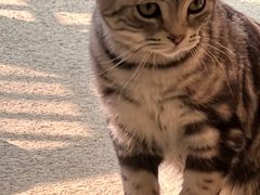 -猫友咖啡店(玉林西路店)