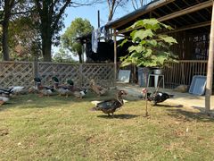 -帐篷客·溪龙茶谷度假酒店