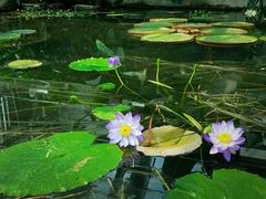 -国家植物园南园