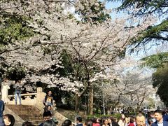 -武汉大学-樱园