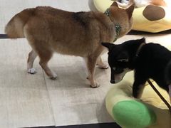 -逗柴咖啡屋·狗咖猫咖宠物桌游