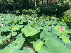 -广州莲花山旅游区