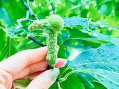 -国家植物园