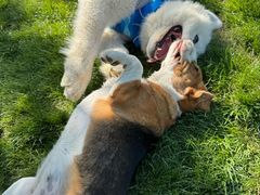 -爪吧宠物乐园 (温榆河示范区店)