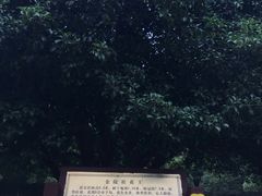 -灵谷景区