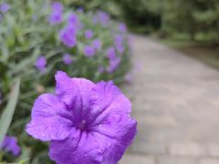 -上海共青森林公园