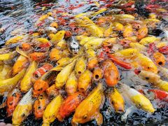 -成飞公园