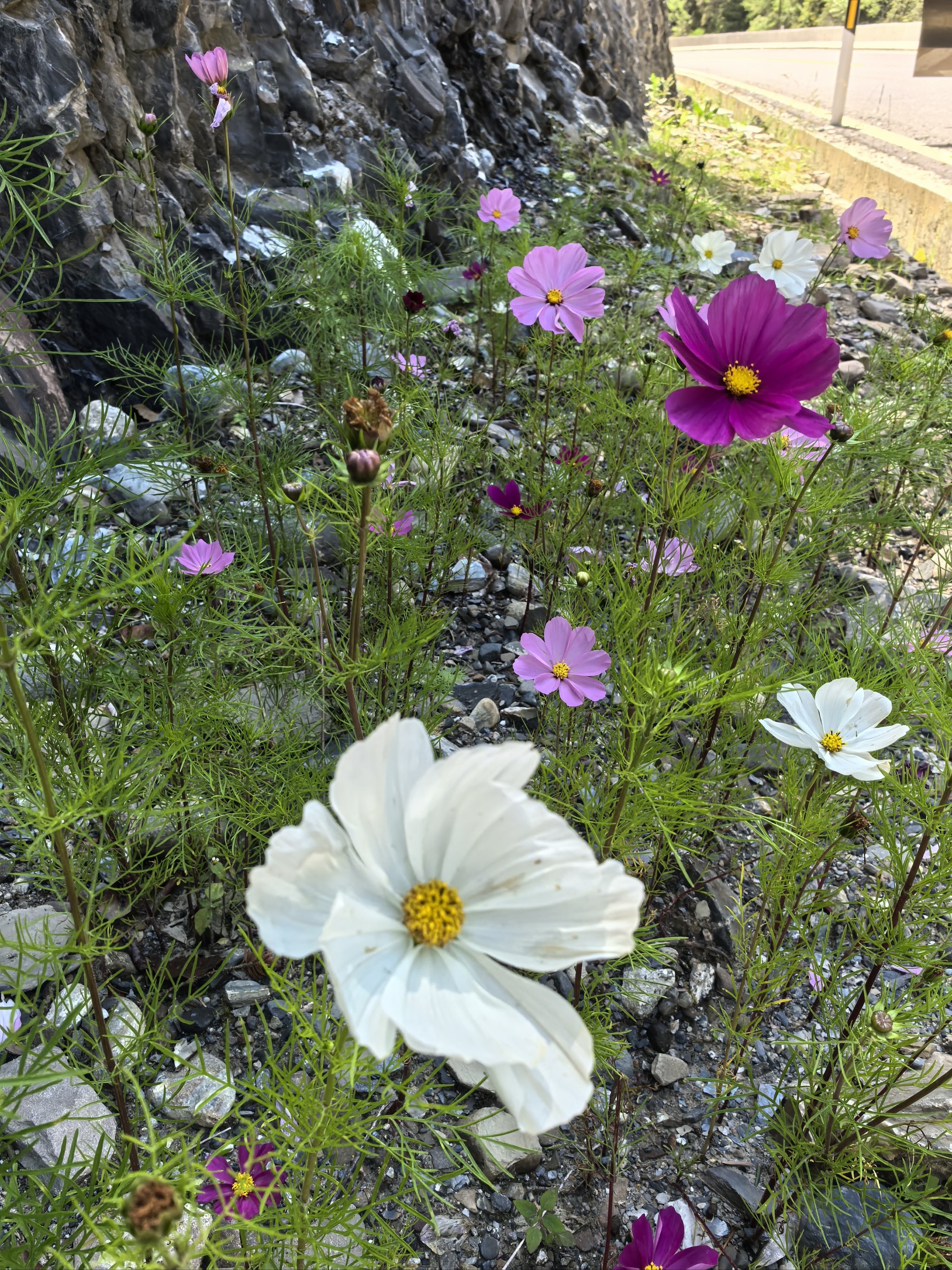 真实的花朵 风景图片