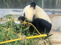 -海南热带野生动植物园