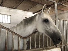 -月河湾马术俱乐部(朝阳店)