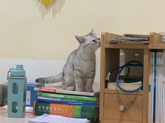 -米苏动物医院·犬猫专科·骨科外科内窥镜