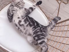 -有猫主题·治愈系猫咖(曾厝垵店)