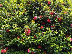 -韶山毛泽东同志故居