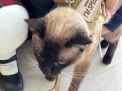 -瑞鹏宠物医院·骨科·猫科·内科(第一中心)