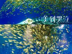 -合肥海洋世界