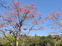 -云溪植物园