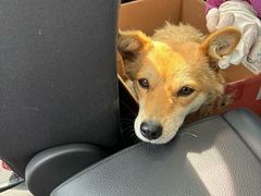 -艾吉宠物医院·疑难杂症转诊中心·猫友好(碧江路院)
