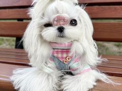 -萌宠之家·腊肠犬·马尔泰·小体犬舍