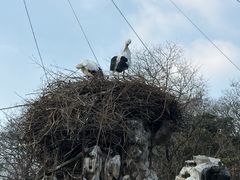 -合肥野生动物园