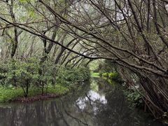 -大湾区中央湿地公园