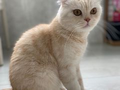 -喵的天空名猫咖啡馆·撸猫·猫舍·用品