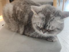 -喵园·猫主题咖啡厅·撸猫·猫咖(国贸店)