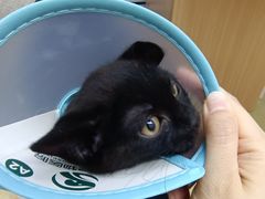 -瑞派宠物医院·中兽医专科(中央商城分院)