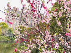-南汇桃花村