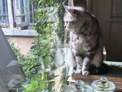 -海边的猫和咖啡馆