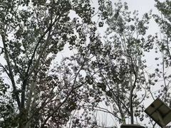 羊肉串-苏氏牛肉面(丰北桥店)