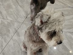 -芭比堂动物医院·24小时·眼科中心(深圳中心)