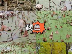 -莲湖公园