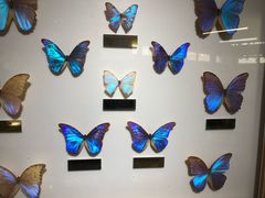 -上海昆虫博物馆