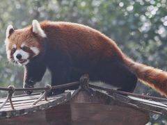 -上海野生动物园