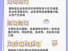 -御宝贝·A梦猫科宠物医院(国际猫友好医院)