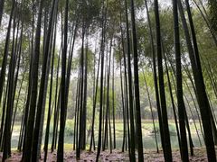 -杭州植物园