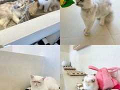 -怪兽屋·羊驼·猫咖·狗咖(俊华广场店)