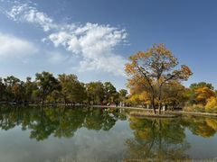 -金塔沙漠胡杨林景区