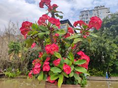 -曼听御花园