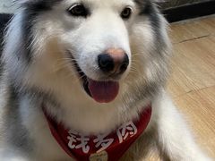 -Husky Go! 哈士奇体验馆·宠物咖啡厅狗咖
