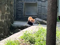 -都江堰中华大熊猫苑