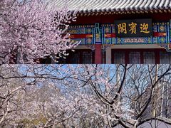 -桃花堤公园